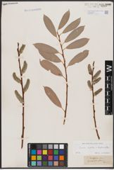 Foto von Salix caprea L. x Salix daphnoides Vill.